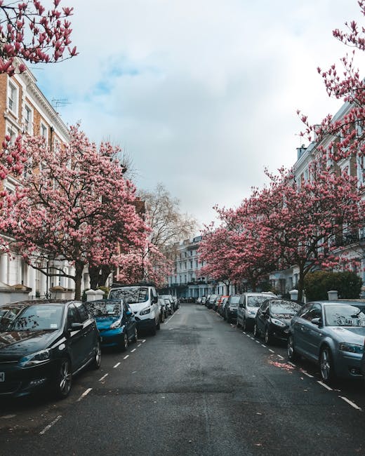 A residential street lined with parked cars along each side and pink blossom trees in full bloom extending over the road. The pavement is visible beneath the trees, and multi-storey terraced houses wi